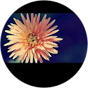 Lily Barajas profile picture