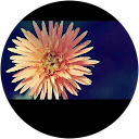Lily Barajas profile picture